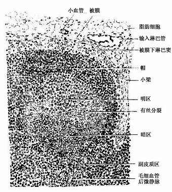 淋巴结皮质 