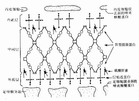 血管球基膜结构示意图 