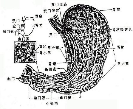 胃的形态,分部及粘膜