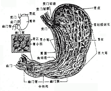 胃的形态