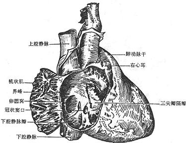 右心房内面观