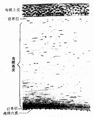 人眼球的角膜 