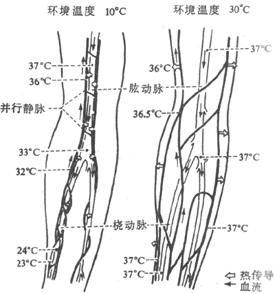 第七章能量代谢和体温