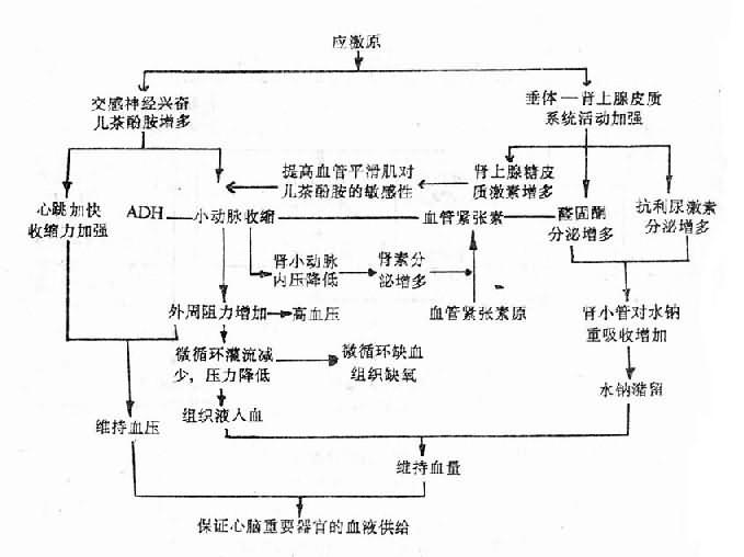 应激反应时循环系统的变化