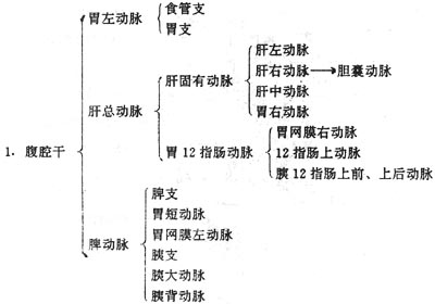 腹主动脉的三大分支图片