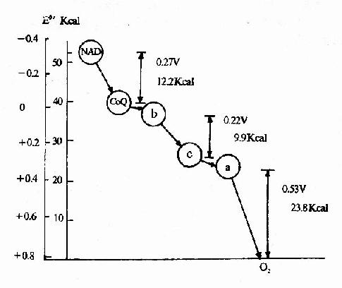 呼吸链中电子对传递时自由能的变化