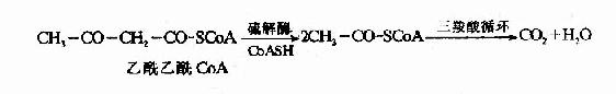 (四)酮体的生成与利用