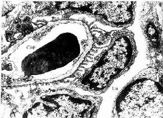 肾小体光镜图图片