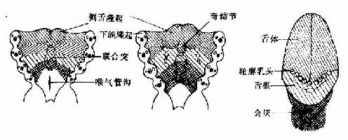 舌的发生