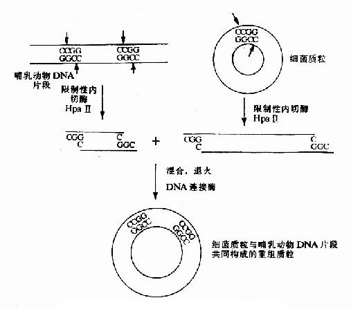 同一限制酶切割DNA粘性末端的连接