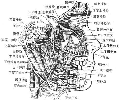 三叉神经