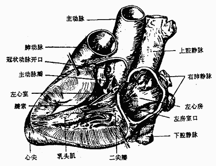 左心房与左心室（左面观）