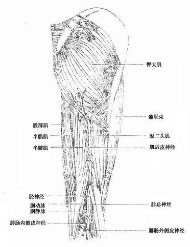 臀部股后部浅层肌、血管及神经