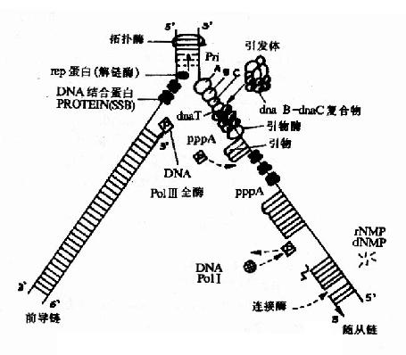 大肠杆菌DNA复制叉中复制过程简图