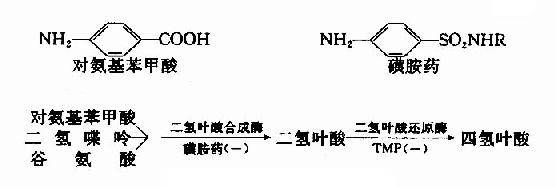 磺胺药物的抑菌作用