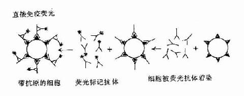 免疫荧光直接法及间接法原理示意图