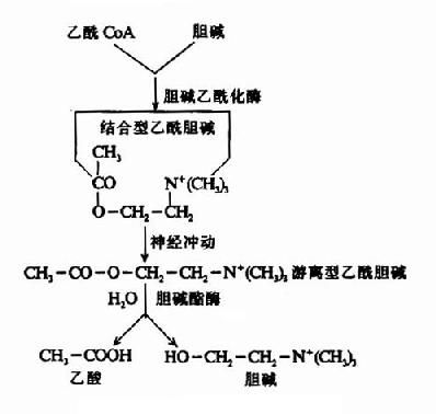 乙酰胆碱的代谢