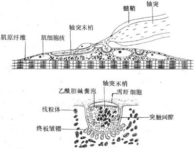 神经-肌接头处的超微结构示意图