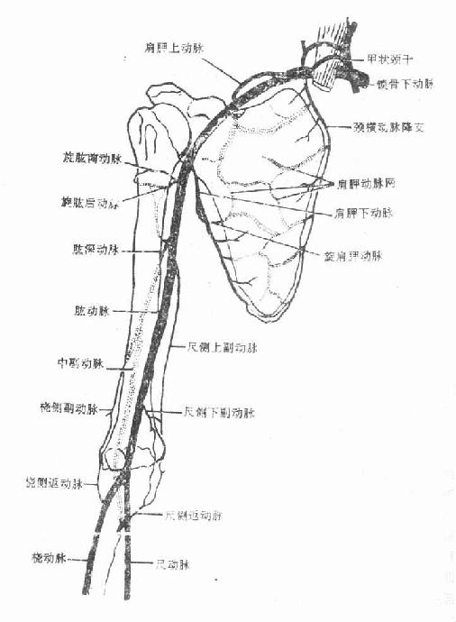 肩胛动脉网和肘关节周围动脉网