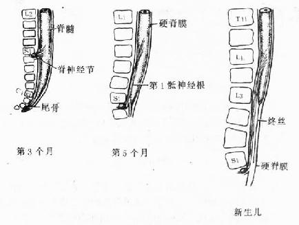 脊髓发育与脊柱的关系 