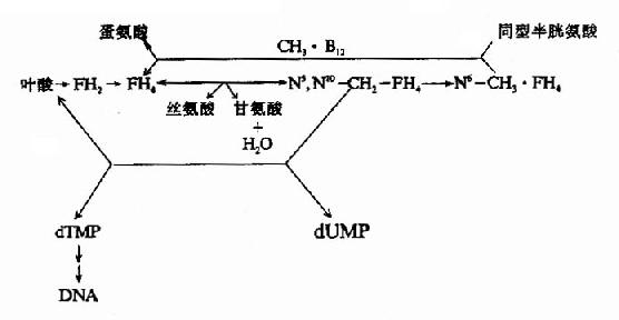 维生素B12和叶酸代谢以及与DNA合成的关系