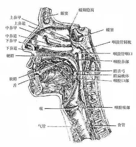 鼻腔、口腔、咽和喉的正中矢状切面