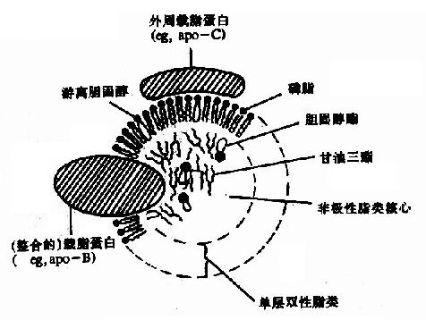 血浆脂蛋白的一般结构