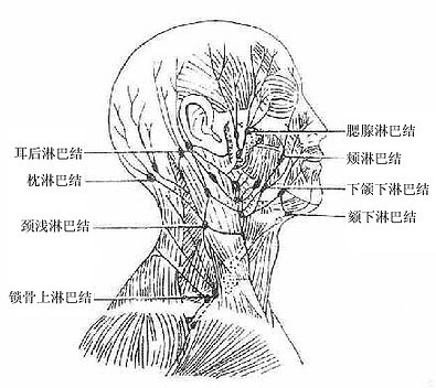 颈淋巴结浅群