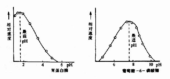 胃蛋白酶和葡萄糖-6-磷酸酶的pH活性曲线