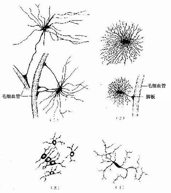 中枢神经的几种胶质细胞（银染法） 