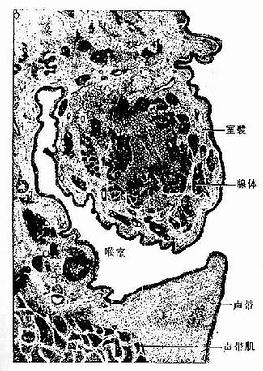 喉纵切面 