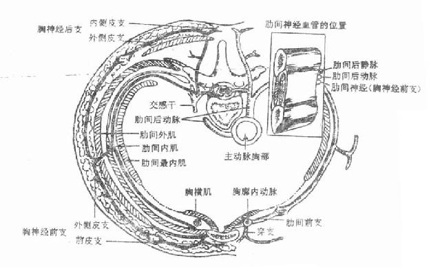 肋间隙及其内容