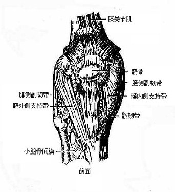 膝关节