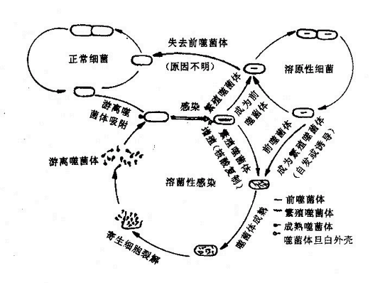 噬菌体与细菌的相互作用（噬菌体-宿主生活周期）示意图