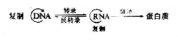 第十六章　DNA的生物合成(TheBiosynthesis of DNA)