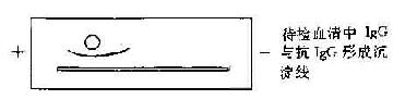 免疫电泳法基本步示决图