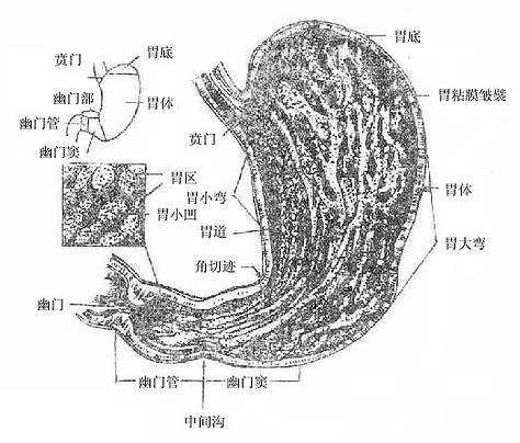 胃的形態,分部和粘膜