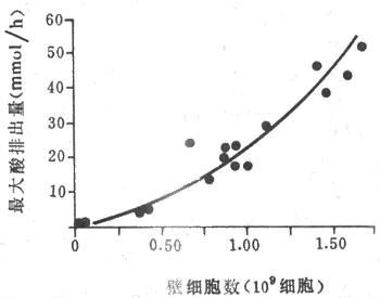 胃酸最大排出量与壁细胞数目的关系