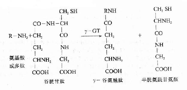 (一)有些血清酶升高
