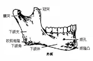 下颌骨骨岛图片