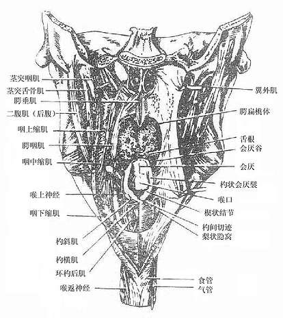 咽后壁解剖位置示意图图片