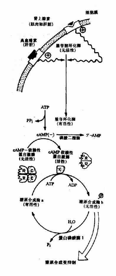 糖原合成的抑制