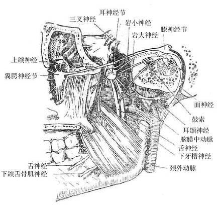 鼓索神经示意图图片