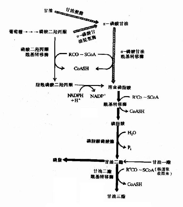 甘油三酯的合成