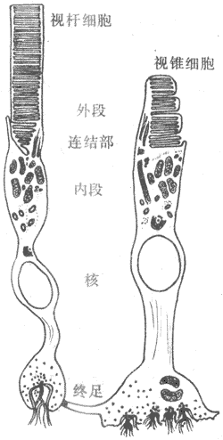 哺乳动物光感受器细胞模式图