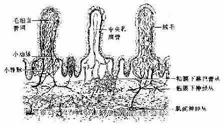  消化管的血管、淋巴管与神经分布模式图