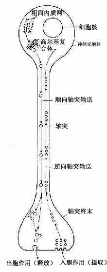 轴突轴突型示意图图片