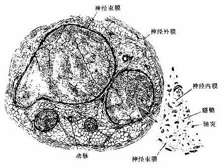 有髓神经纤维纵切面图图片