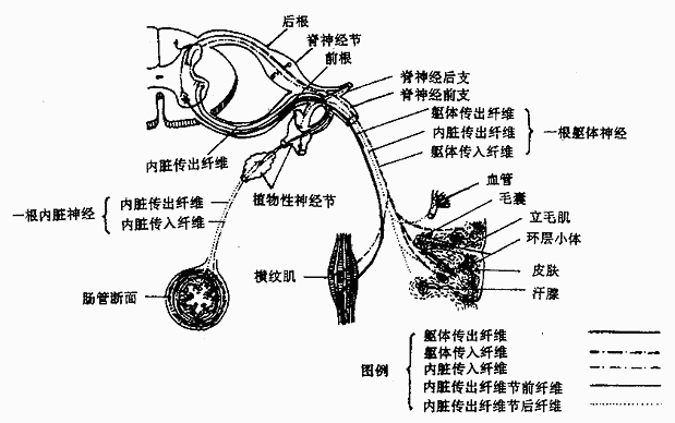 神经纤维的机能成份