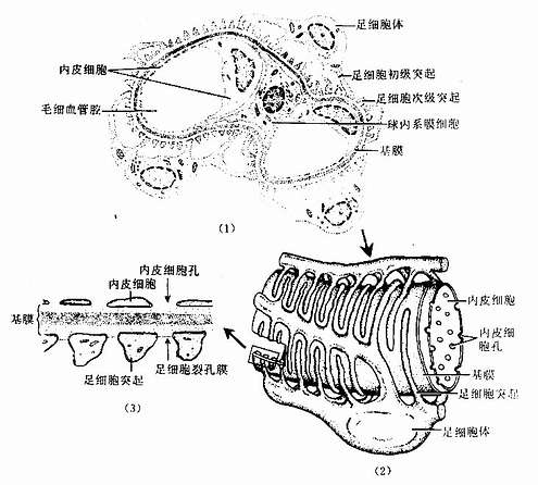 肾血管球毛细血管,基膜和足细胞超微结构模式图